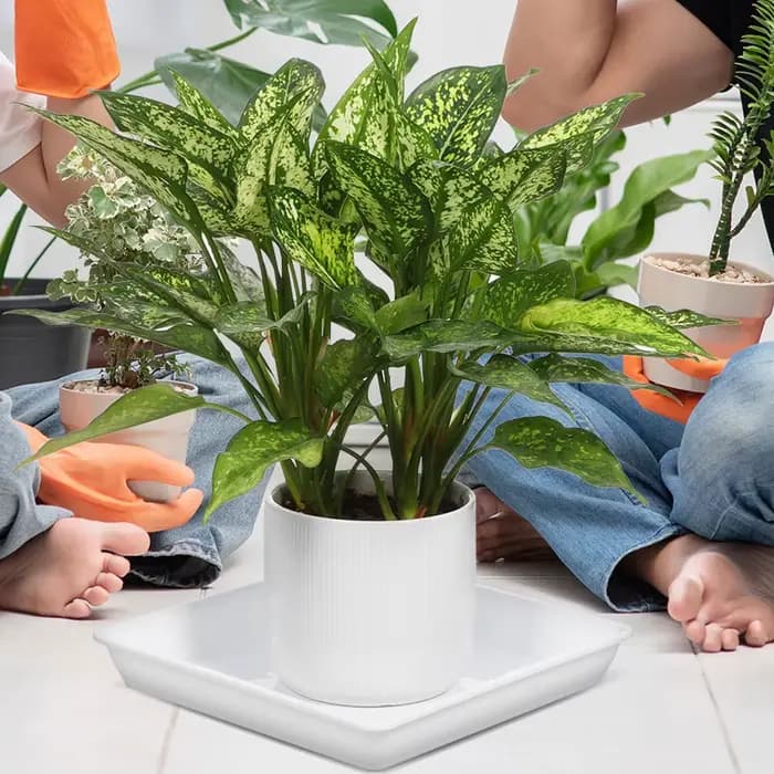 2 pièces de soucoupes pour plantes en plastique épaissi