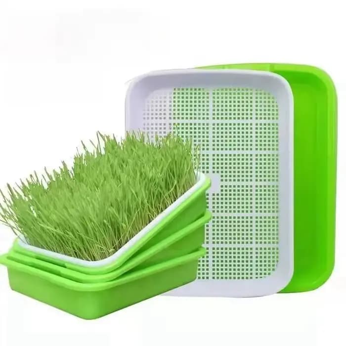 1 ensemble prout Pot de germe