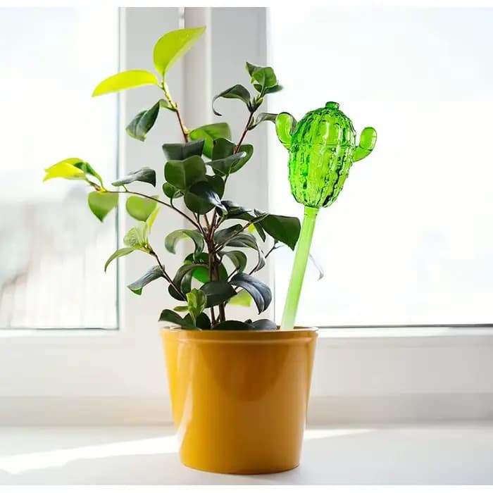 Distributeur d'eau pour plantes en verre