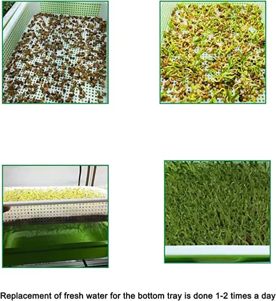 Plateau de germination