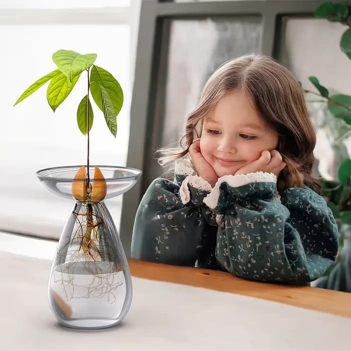 Vase de germination pour graines d'avocat