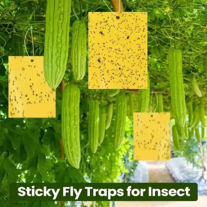 Autocollant Double face pour pièges à mouches des fruits