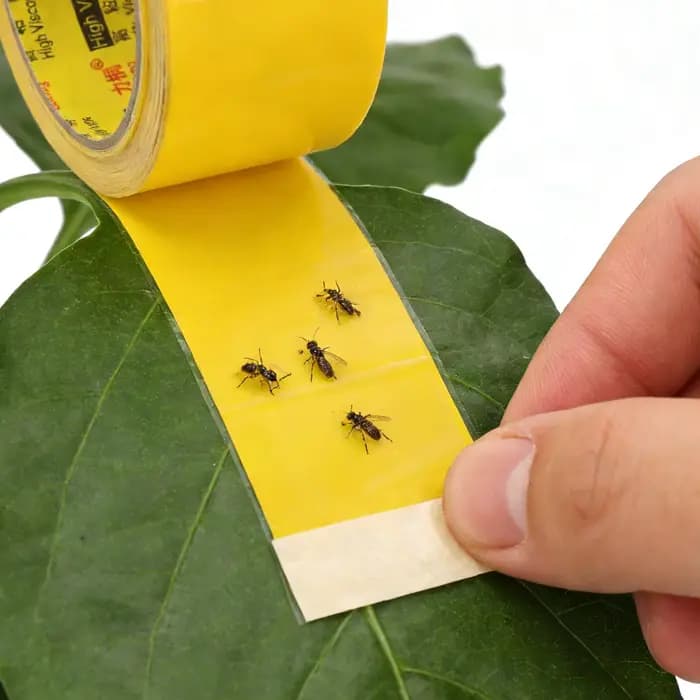 Ruban de protection pour arbres
