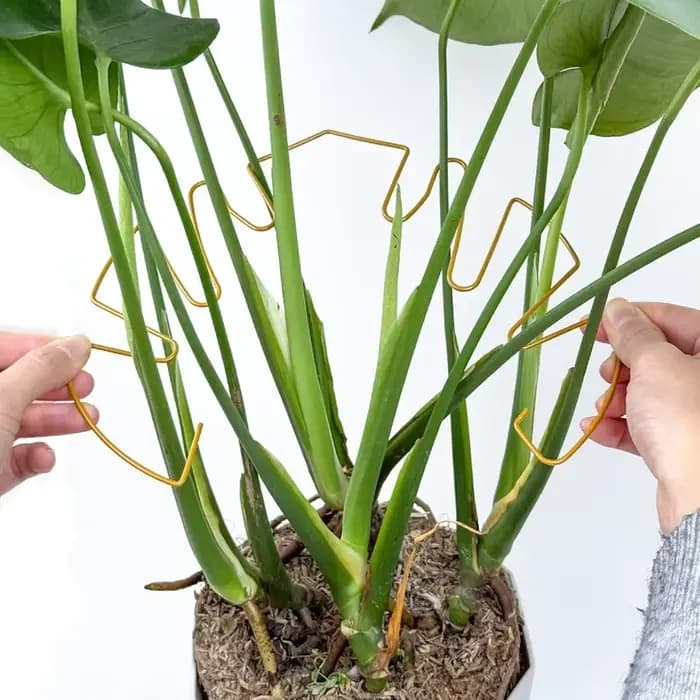 Monstera Support pour plantes