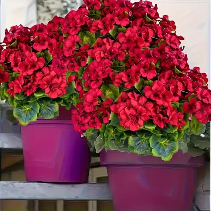 4 Geraniums artificiels résistants aux UV