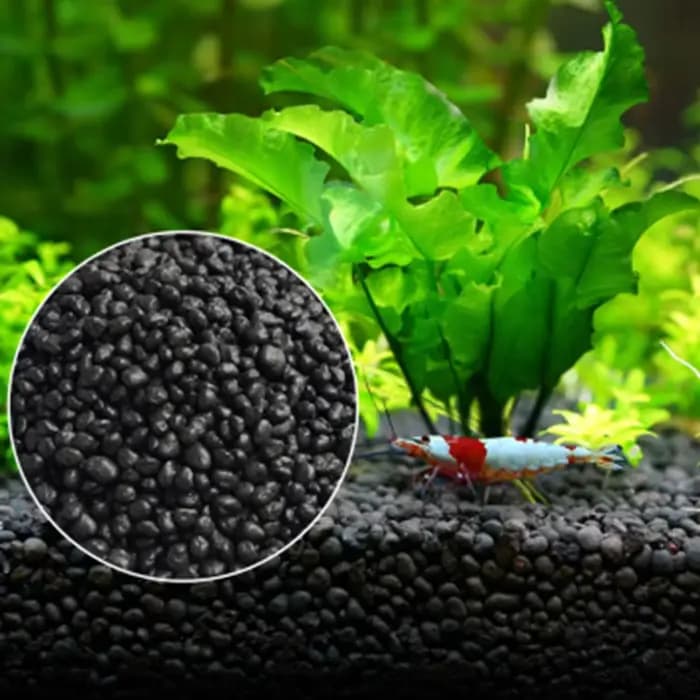 Sol de graines de plantes d'aquarium