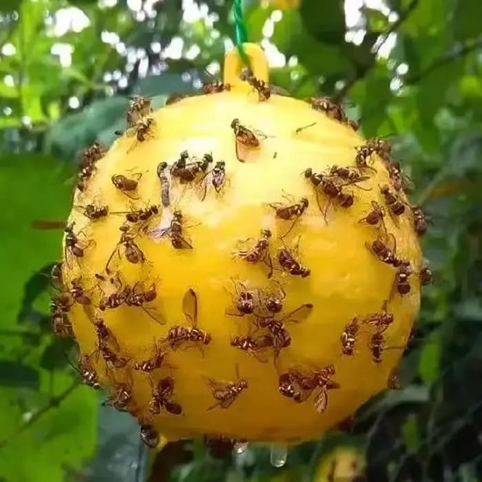 Pièges à insectes volants pour mouches des fruits