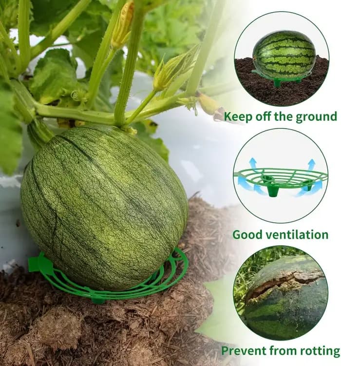 Supports de plantes pour melons