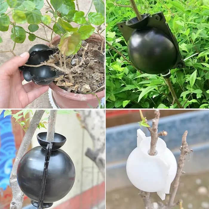 Dispositif Ro18e pour plante