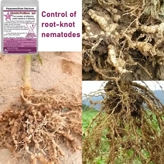 Purpureocillium lilasine champignons du sol microscopique biofertilisateur engrais microbien contrôle des Nematodes au nœud radiculaire 50g