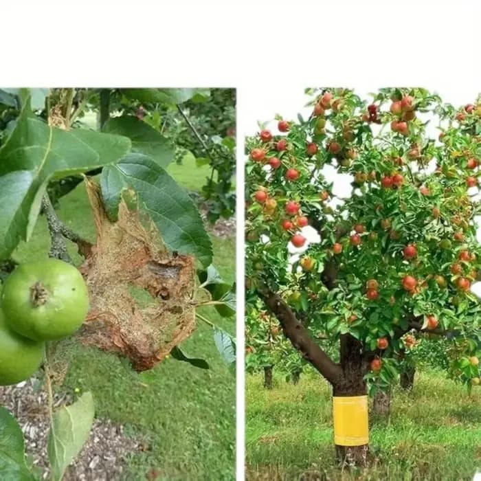 Bande anti-parasites pour jardin