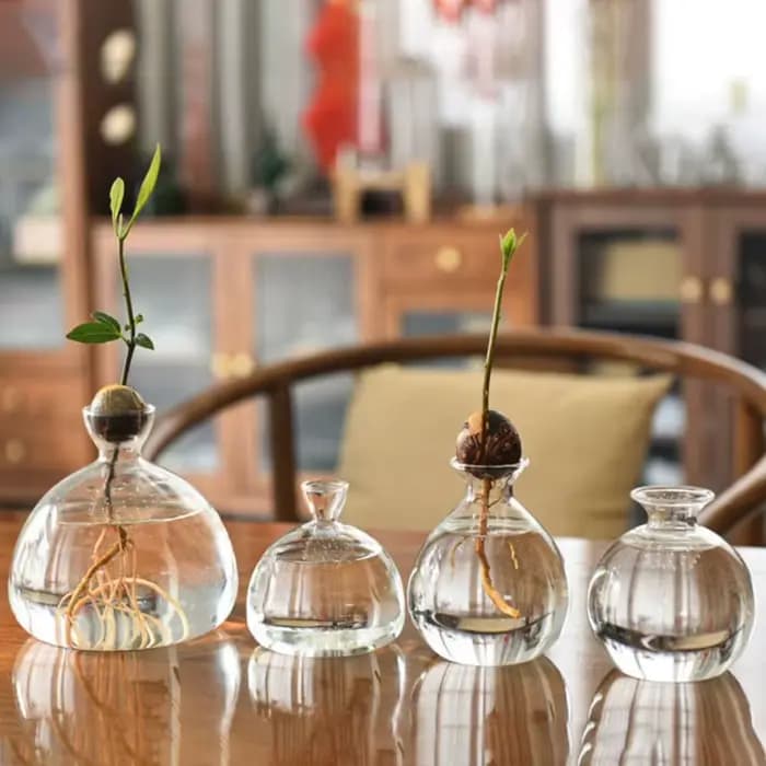 Vase hydroponique transparent pour les cadres