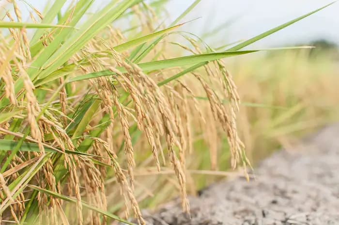 70g de coques de riz séchées