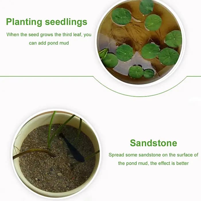 Substrat nutritif pour plantes aquatiques