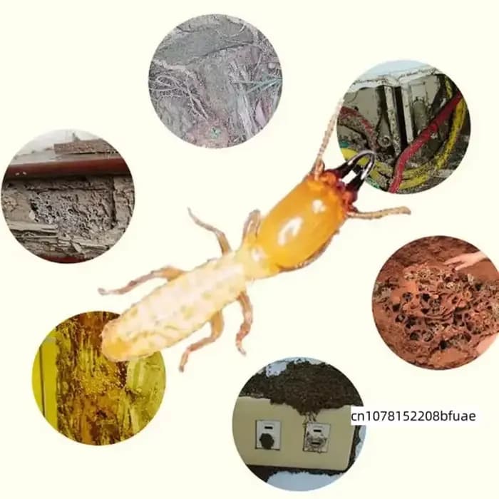 Boîte de station d'appât réutilisable pour termites