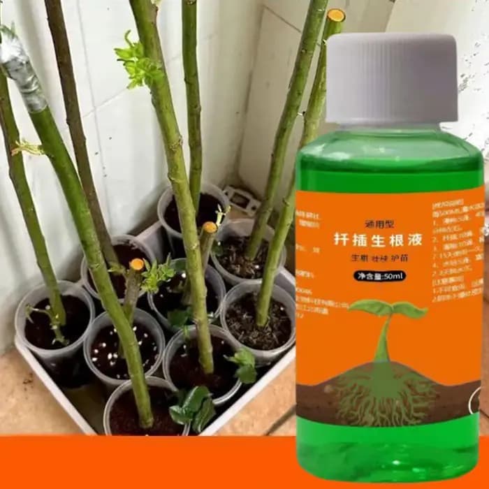 Solution d'enracinement pour roses