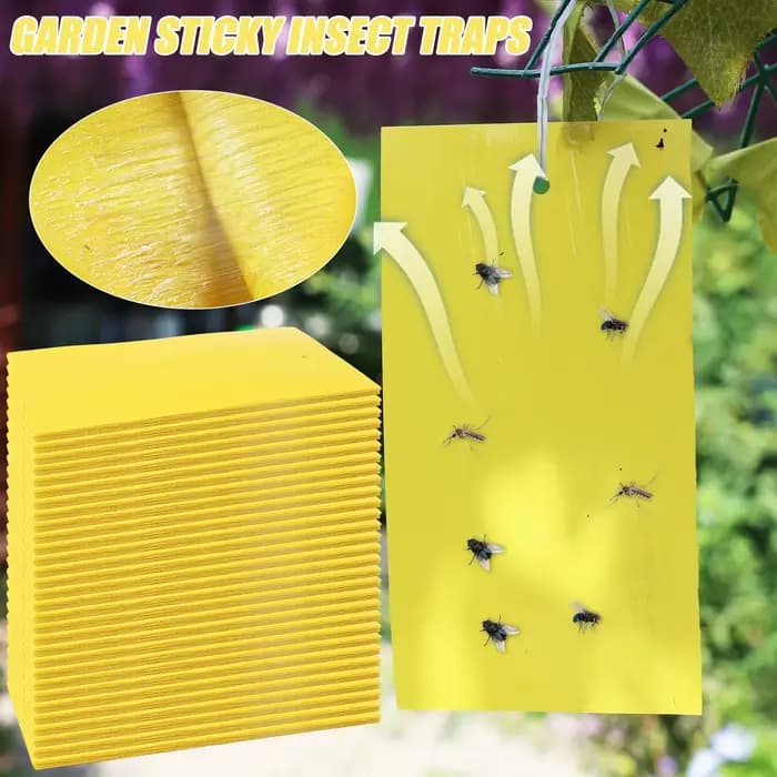 Autocollant Double face pour pièges à mouches des fruits