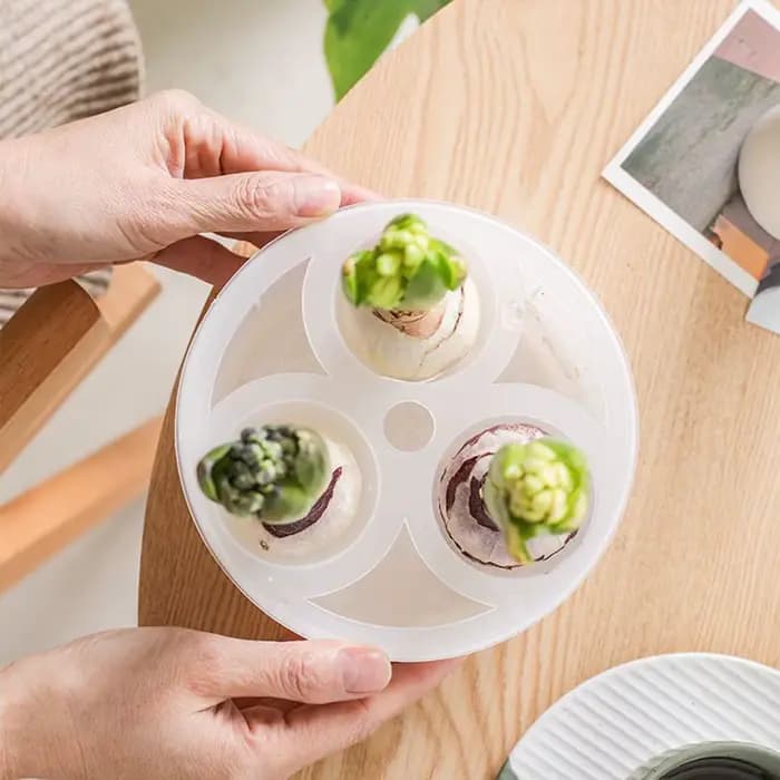 Jardinière hydroponique à 3 trous pour ampoules de fleurs