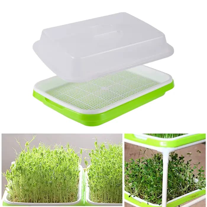 Plateau de germination