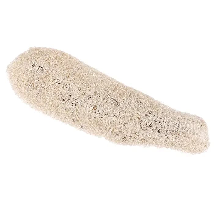 Luffa Loofah naturel non transformé