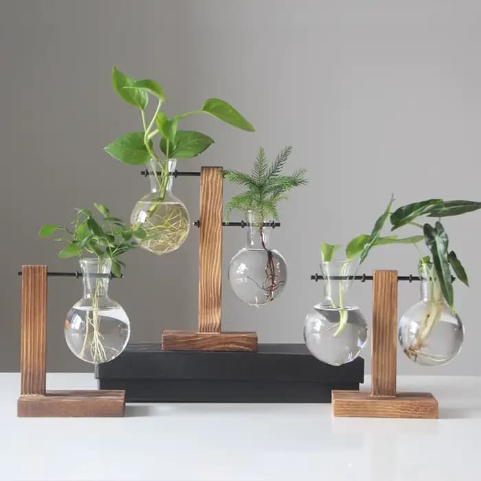 Terrarium de plantes hydroponiques