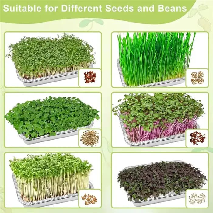 Plateau de germination de graines en croissance