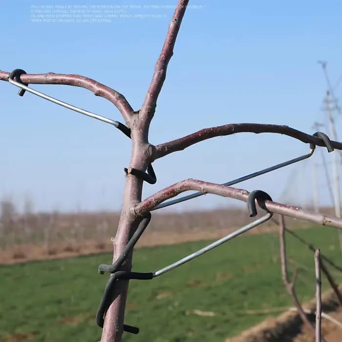 Écarteurs de branches pour arbres fruitiers