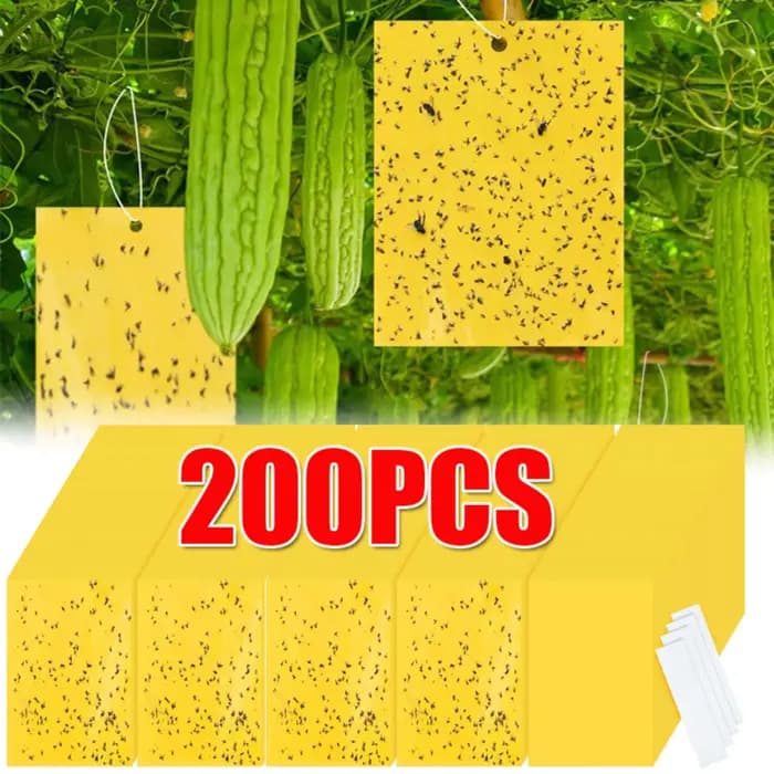 Autocollant Double face pour pièges à mouches des fruits
