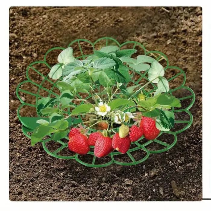 Supports pour plantes de fraises