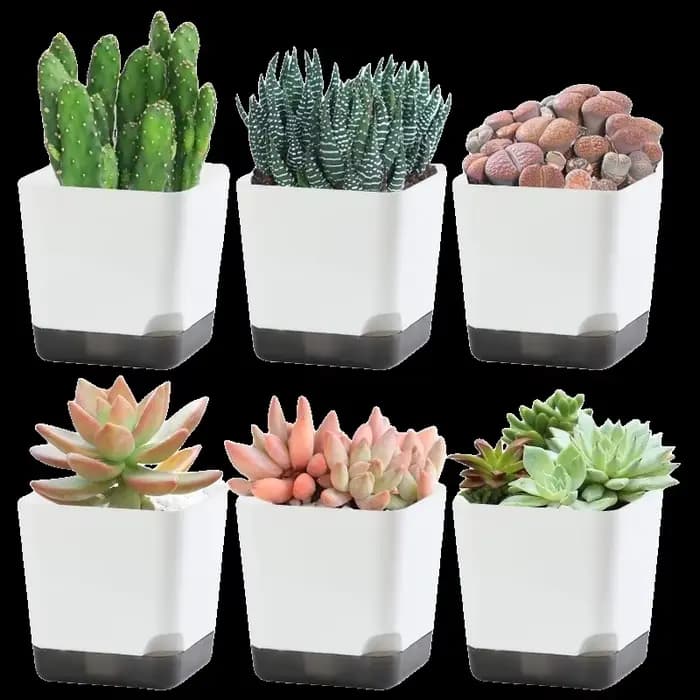 Pots de plantes 5 pièces
