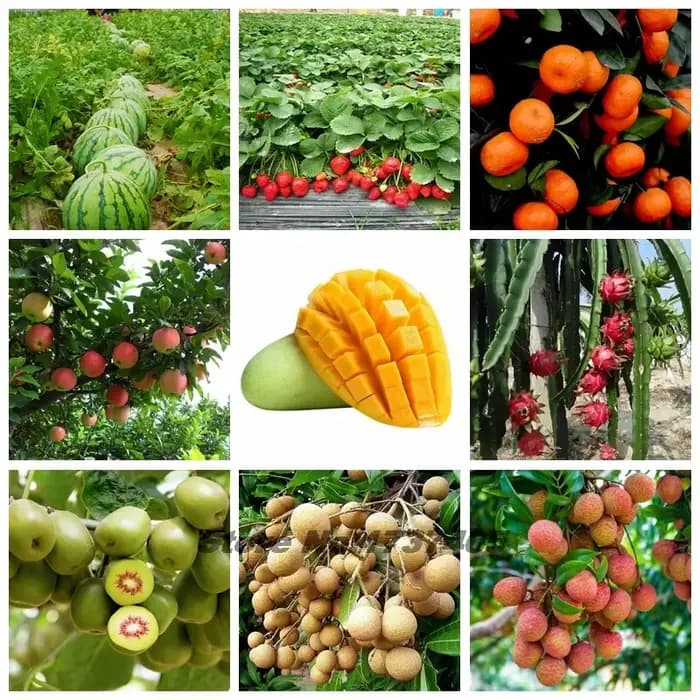 Engrais spécial aux fruits
