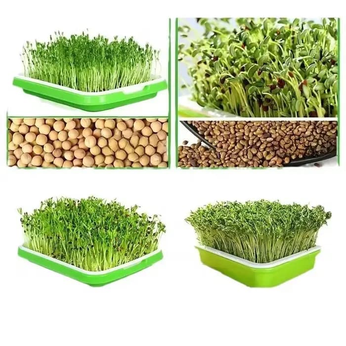 Kit de germination rapide pour semis