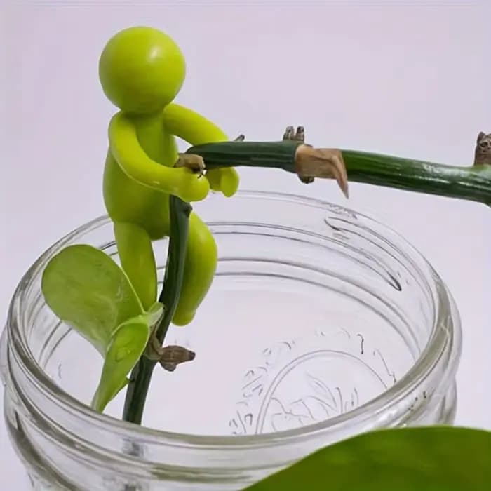 Support de propagation de plantes mignon