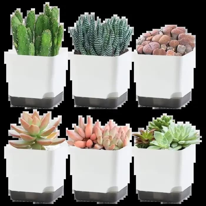 Pots de plantes 5 pièces