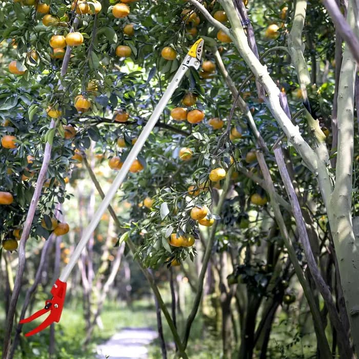 Sélecteur de fruits 2 en 1