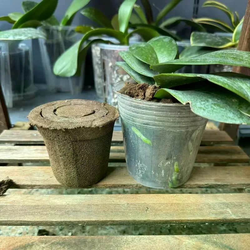Terre pour orchidées papillon, empêche la rotation des racines, bonne respirabilité, repérage des or