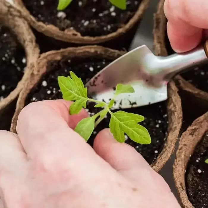 Pots de plantes pour pépinière, 50 pièces, plateau de jardin, Pots de torbe en pâte de papier biodég