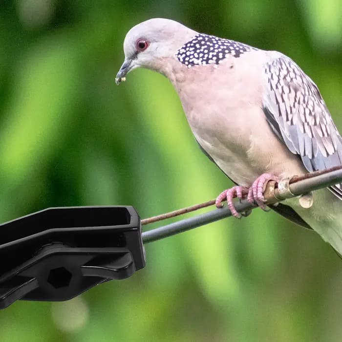 Tendeur de câble de clôture électrique, 6 pièces, tendeur de fil de jardin, tendeur de fil d'acier p