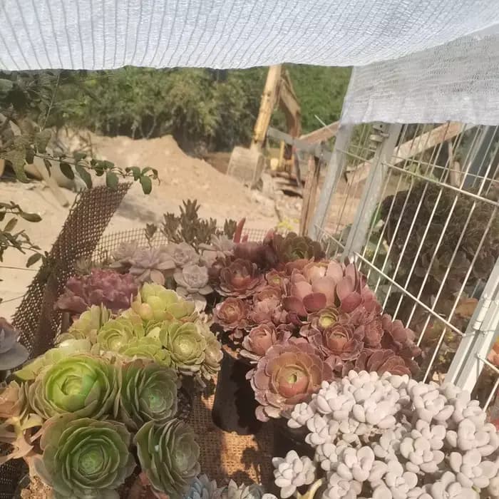 Filet pare-soleil blanc anti-UV HDPE, gazébo d'extérieur, abri solaire, couverture pour plantes succ