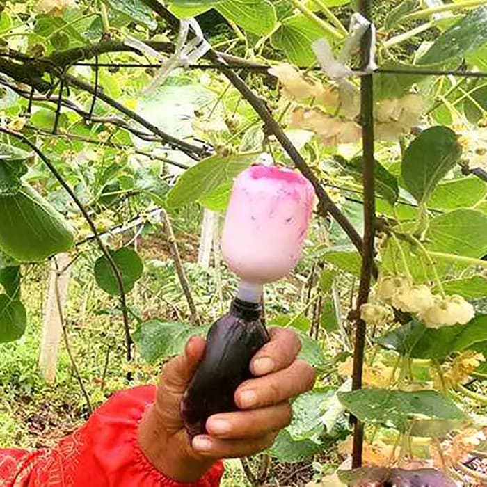 Outil de jardin outil de pulvérisation manuel polinateur d'arbres fruitiers polinateur de tomates pê