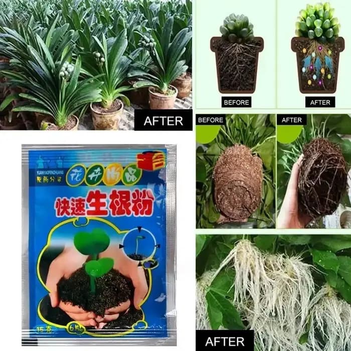 Poudre d'enracinement rapide pour plantes, 5 pièces, Agent d'enracinement rapide, Hormone, croissanc