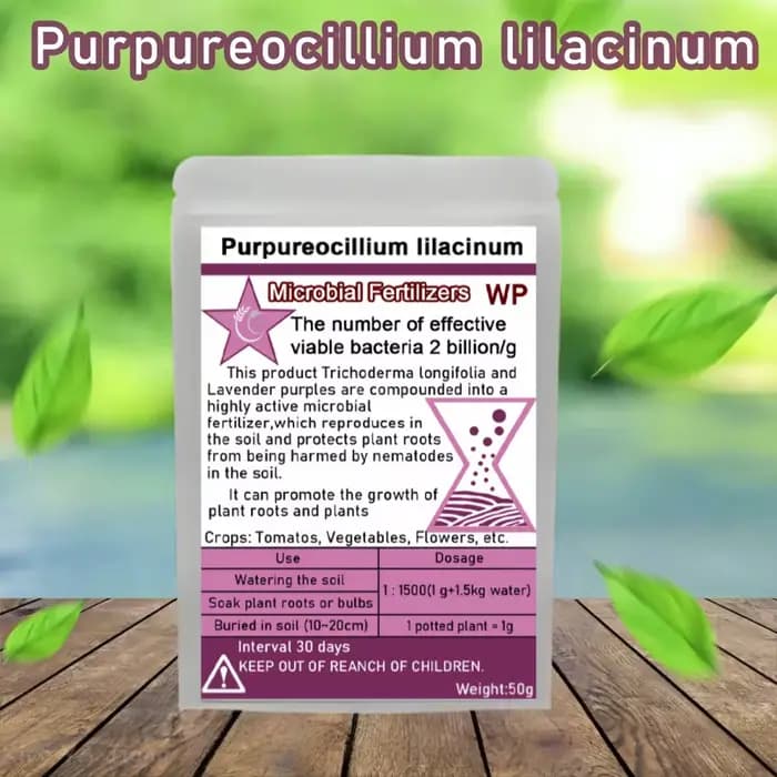 Purpureocillium lilasine champignons du sol microscopique biofertilisateur engrais microbien contrôl