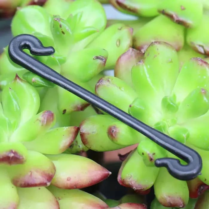 Clips fixes pour plantes de jardin, 100 pièces, boucles attachées, crochet d'arrimage pour Kiwi, rai
