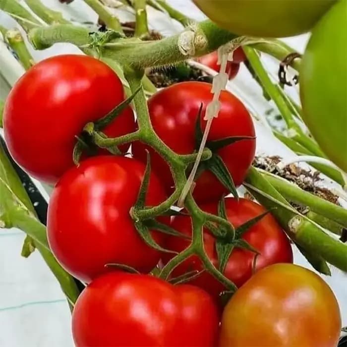 Crochets en forme de J réutilisables pour plantes végétales, support de tomate, treillis de fruits,
