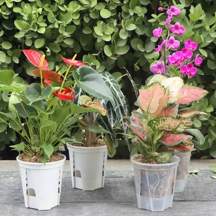 Pot d'orchidée transparent avec trous, contrôle des racines, pots de pépinière transparents, plastiq