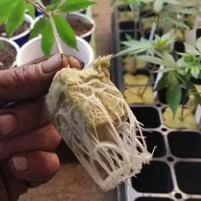 Stonewool Hydroponic Grow Media Cubes, Soillless Substrat, Seeded Rock Wool Plug, Seedling Night, Pl
