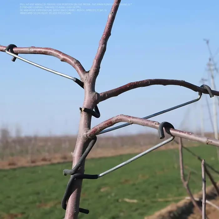 Écarteur de branches d'arbres fruitiers, 10 pièces/ensemble, outil de pliage de branches d'arbres po