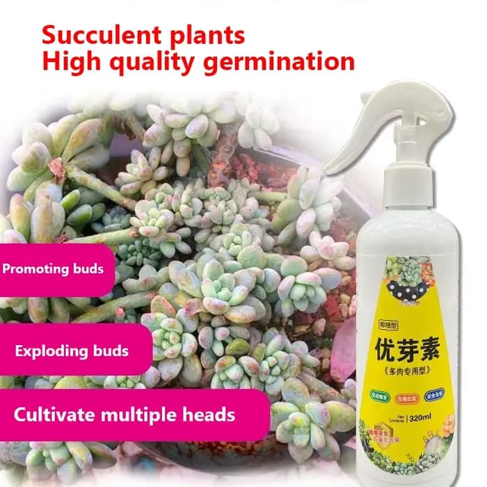 NOUVELLE plante succulente Eugenin favorise le bourgeonnement, la graisse naine et prévient les gran