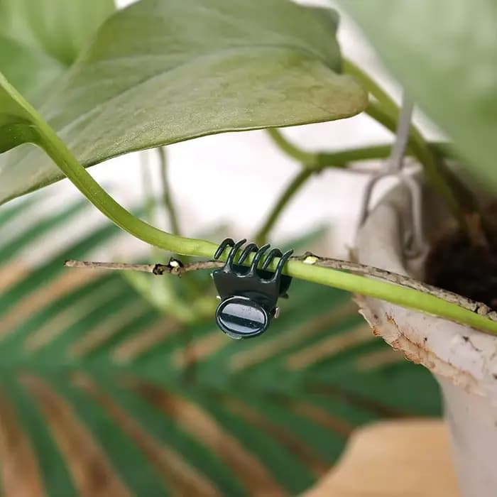 Pince de support de fleur d'orchidée papillon, tige de légume, branche de vigne attachée, outil de j