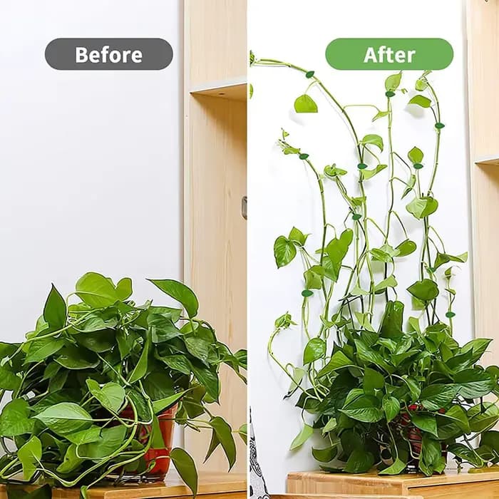 Clips de fixation muraux invisibles pour plantes grimpantes, 10-50 pièces, support de vigne en rotin